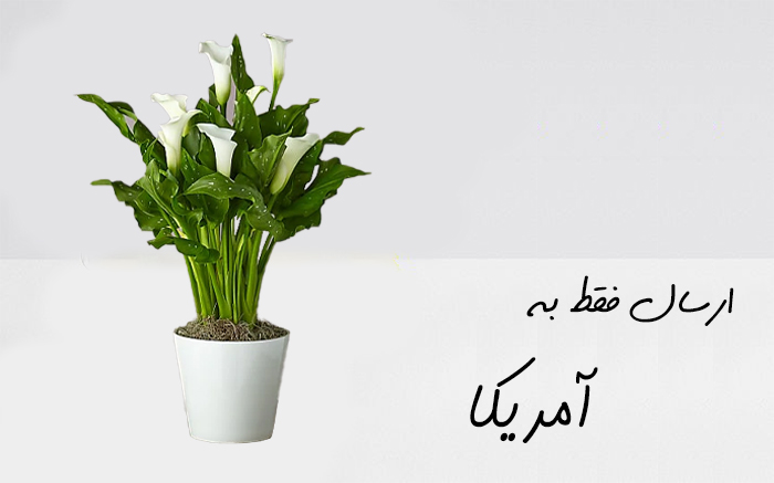 گیاه آپارتمانی برای آمریکا